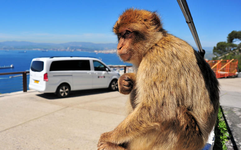 Gibraltar Tours Macaque Monkeys